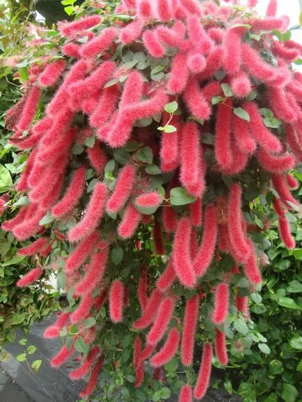 Plant Acalypha schetinistovolosistaya fotó beltéri virágfélékkel