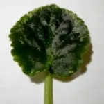 Възпроизвеждането Saintpaulia листни резници - цветар