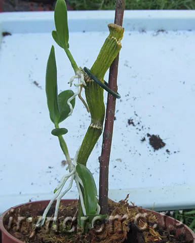 A szaporodási orchidea Dendrobium nobile otthoni körülmények között a gyerekek, illatok és színek