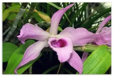 Размножаване на Dendrobium бебета стайни растения