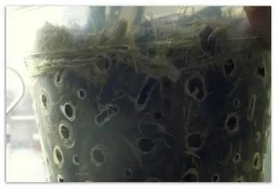 Szaporítása Dendrobium babák szobanövények