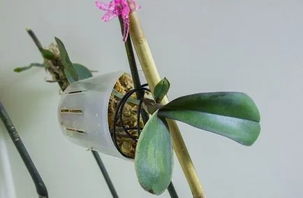 Размножаване на орхидеи Phalaenopsis