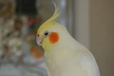 Tenyésztési cockatiels otthon video környezet