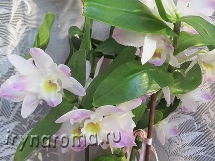 A szaporodási orchidea Dendrobium nobile otthoni körülmények között a gyerekek, illatok és színek