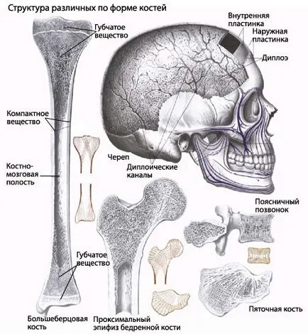 Regenerálása csont (symphysis törések), EUROLAB, traumatológia
