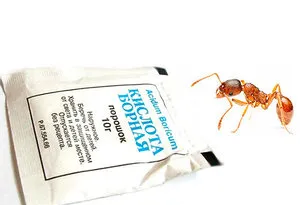 Rețete acid boric pentru a ucide furnici în apartament