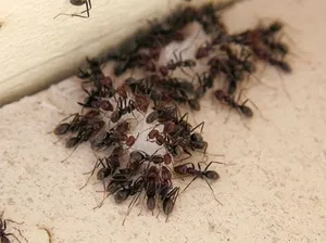 Рецепти борна киселина, за да убие мравки в апартамент