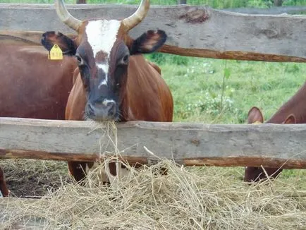 Rezerva alcalinitate în sânge de vaci, bovine