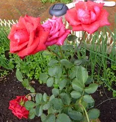 Rose de plantare și îngrijire