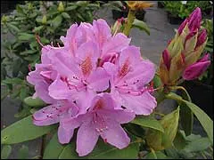 Tehnica de propagare Rhododendron