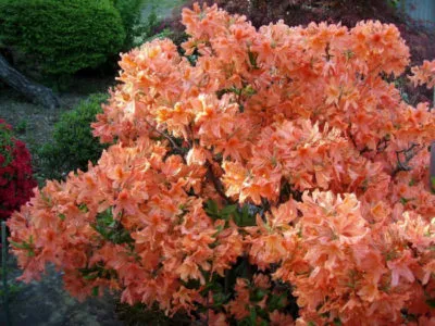 Rhododendron размножаване чрез резници, семена