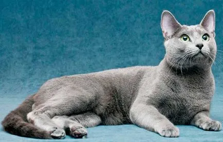 Rusă Descriere pisică albastru și natura rasei, hrănire