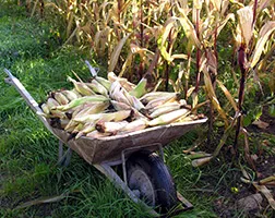 Събиране и съхранение на царевица