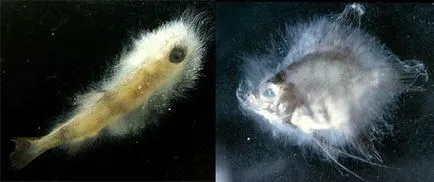 Saprolegnioz és ahlioz (ótvar) halak, a fertőzés forrása, etiológiájú saprolegnioza inkubáció