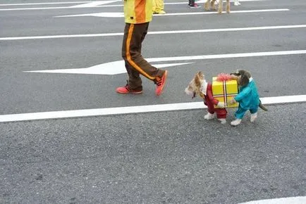 Costumele cele mai amuzante și creative pentru animalele de companie pe umkra Halloween