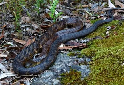 Cele mai populare fotografii de reptile terariu, reptile șarpe șopârlă broască țestoasă crocodil cameleon