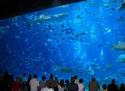A legnagyobb akvárium a világon