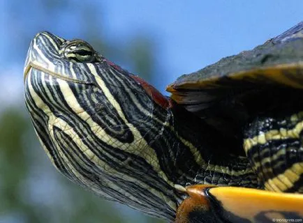 Cele mai populare fotografii de reptile terariu, reptile șarpe șopârlă broască țestoasă crocodil cameleon