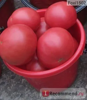 Семена от домати сибирски градина кацат чудо - 