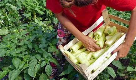 Titkok az ültetés és termesztése paprika a földön, az üvegházhatást okozó és otthon