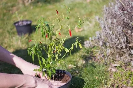 Secretele plantarea și cultivarea ardeilor în sol, seră și casele