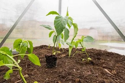 Secretele plantarea și cultivarea ardeilor în sol, seră și casele
