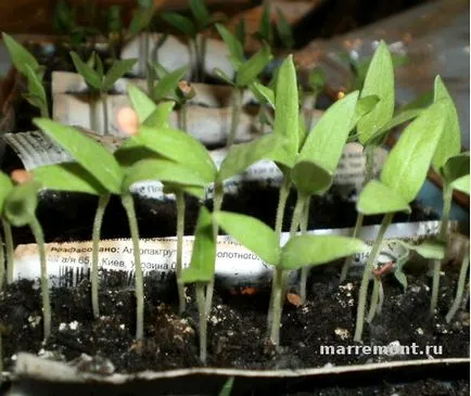 A titkok növekvő paprika palántákat, vagy tudja, hogy nem mindenki