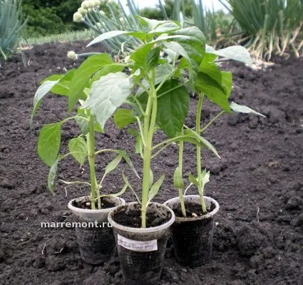 A titkok növekvő paprika palántákat, vagy tudja, hogy nem mindenki