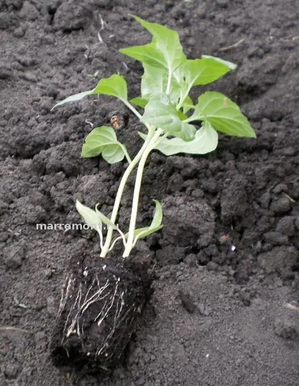 A titkok növekvő paprika palántákat, vagy tudja, hogy nem mindenki