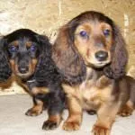 Cățeluși Dachshund (50 poze) arata ca in 3 luni, cât de mult în greutate 2, cântărește puțin trei, descriere, video