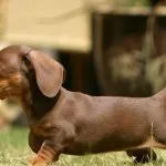 Cățeluși Dachshund (50 poze) arata ca in 3 luni, cât de mult în greutate 2, cântărește puțin trei, descriere, video