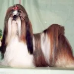 Shih Tzu tisztelt Kínában kutyák