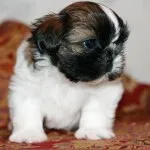 Shih Tzu tisztelt Kínában kutyák