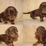 Cățeluși Dachshund (50 poze) arata ca in 3 luni, cât de mult în greutate 2, cântărește puțin trei, descriere, video