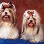 Shih Tzu venerat in China câini rasa