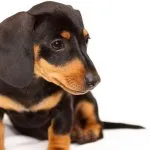 Cățeluși Dachshund (50 poze) arata ca in 3 luni, cât de mult în greutate 2, cântărește puțin trei, descriere, video