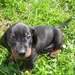 Cățeluși Dachshund (50 poze) arata ca in 3 luni, cât de mult în greutate 2, cântărește puțin trei, descriere, video