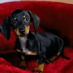 Cățeluși Dachshund (50 poze) arata ca in 3 luni, cât de mult în greutate 2, cântărește puțin trei, descriere, video