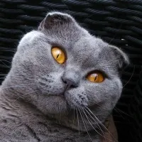 Scottish Fold шотландски Fold