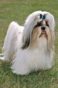 Shih Tzu venerat in China câini rasa