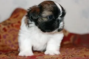 Shih Tzu tisztelt Kínában kutyák