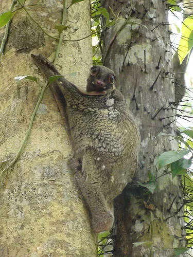 Dermoptera, lemuri zboară sau Caguan