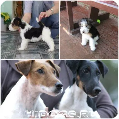 Kölykök terrier fajta leírását, jellemzőit, jellegét (fotók)