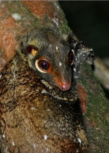 Dermoptera, lemuri zboară sau Caguan