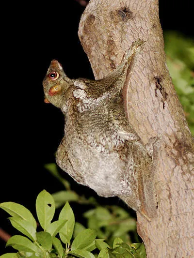 Dermoptera, lemuri zboară sau Caguan