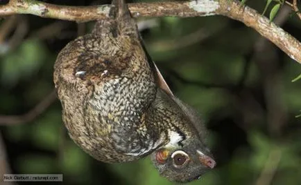 Dermoptera, lemuri zboară sau Caguan