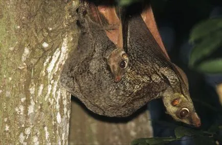 Dermoptera, lemuri zboară sau Caguan