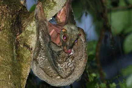 lemuri Flying - Filipine „parașutist“