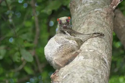 Dermoptera, lemuri zboară sau Caguan