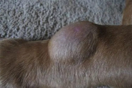 Скокът на гърба на кучето под кожата